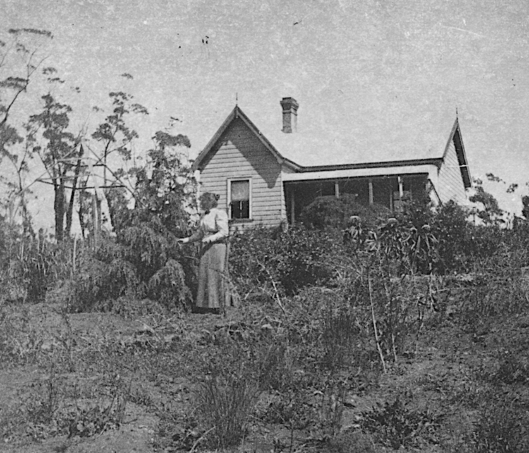 Early EMW in Rostherne garden